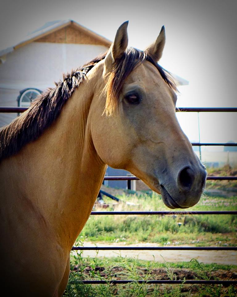 Cisco - Colorado Rescue Horse Available for adoption 