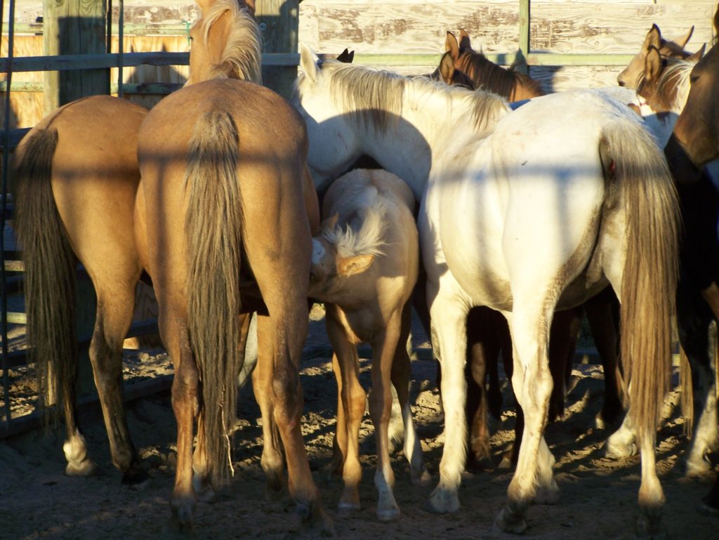 Update! Lawsuit Against BLM On Gruesome Wild Mare Sterilization - Front ...