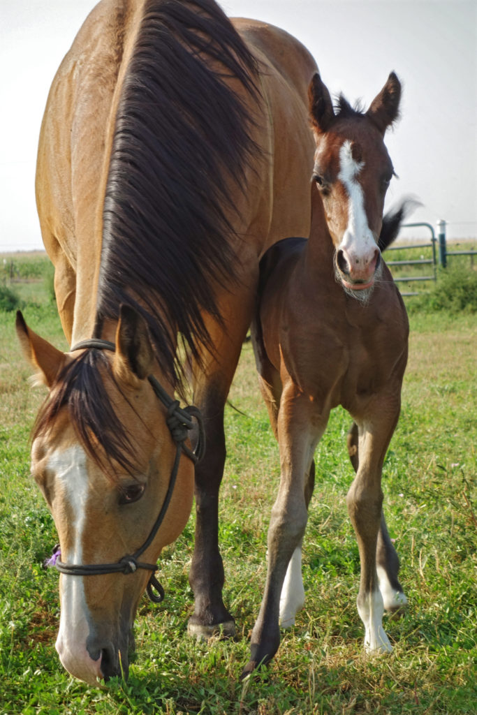 Cherie - Colorado Rescue Horse Success Story - Front Range Equine Rescue