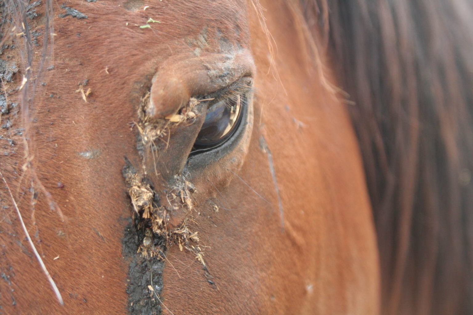 Legislation to Stop Horse Slaughter - Front Range Equine Rescue