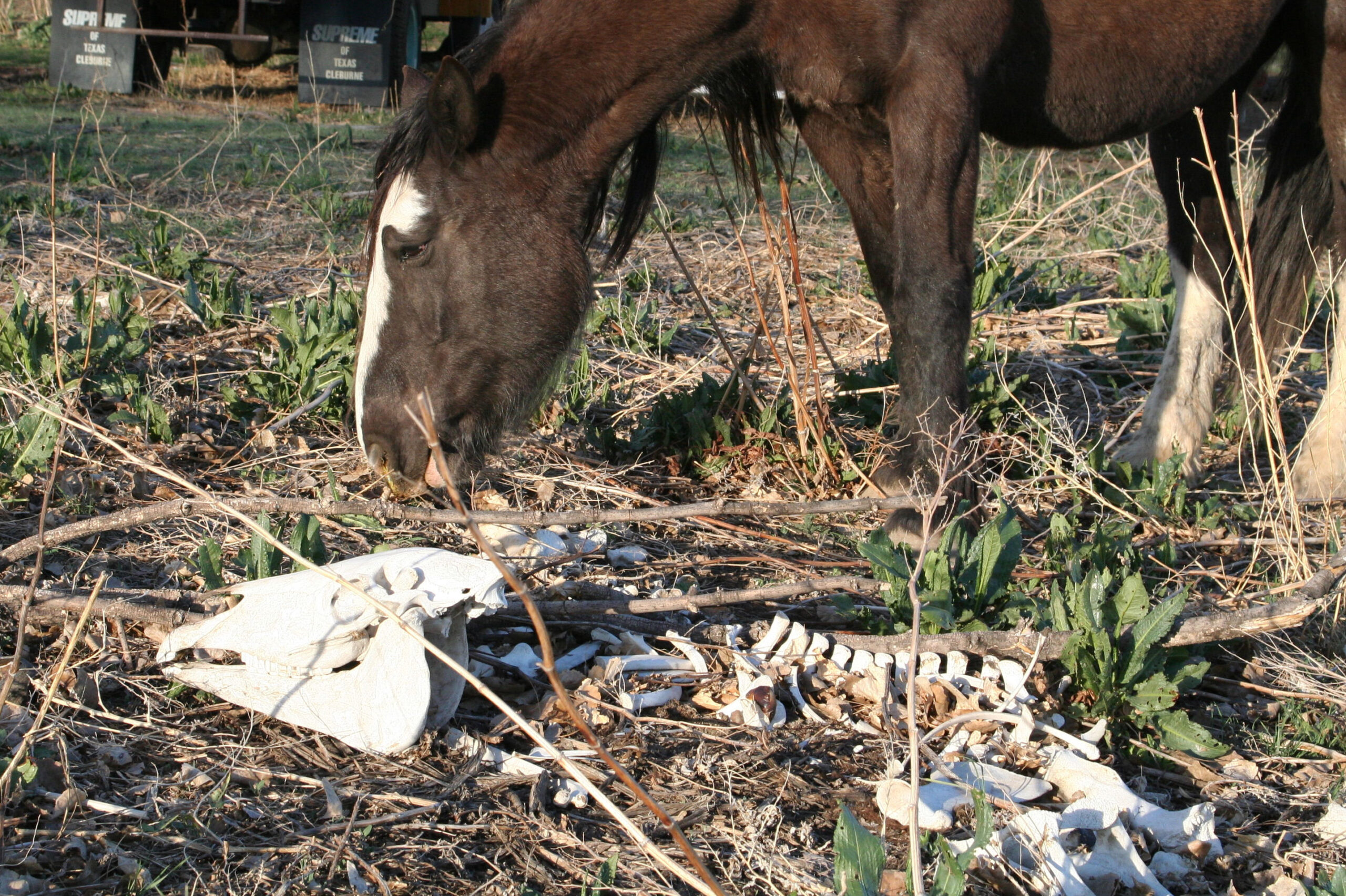 Horse Slaughter Dying Off? - Front Range Equine Rescue